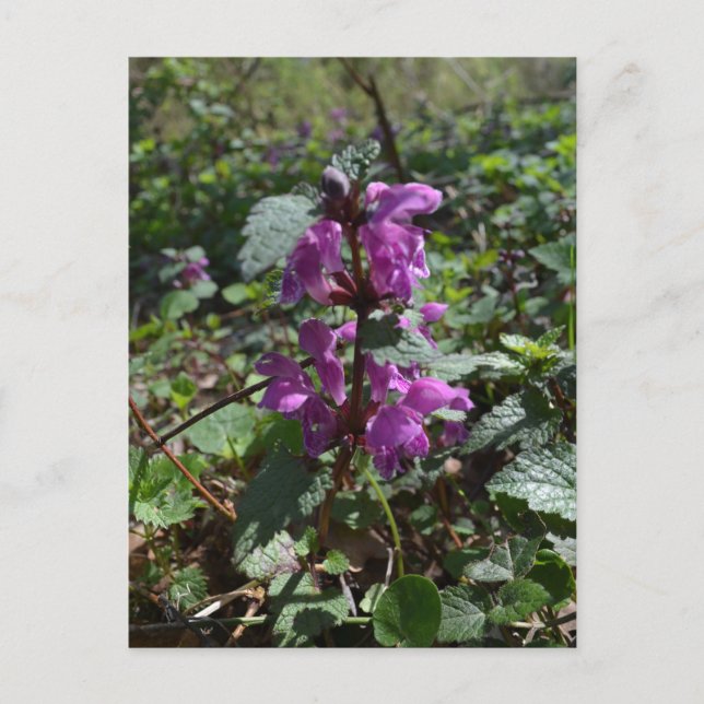 Carte Postale Archangélique pourpre (Lamium purpureum) en fleurs (Devant)