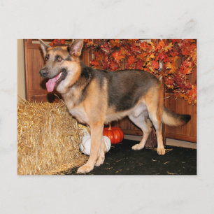 Carte Postale Archie - Berger allemand - Nissan