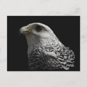 Carte Postale Arctic Gyrfalcon Portrait Painting