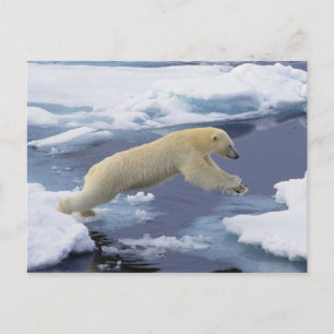 Carte Postale Arctique, Svalbard, Ours polaire s'étendant