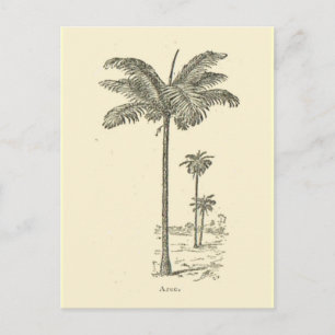 Carte Postale Arec, type de palmier