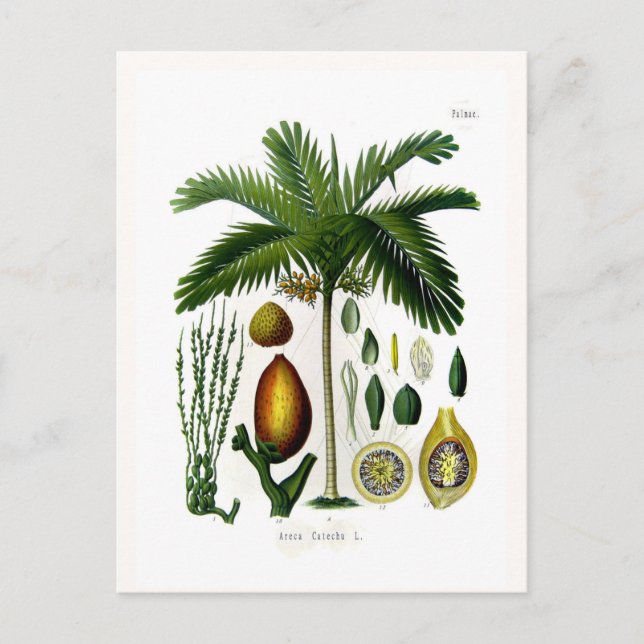 Carte Postale Areca catechu (palmier à noix de bétel) (Devant)
