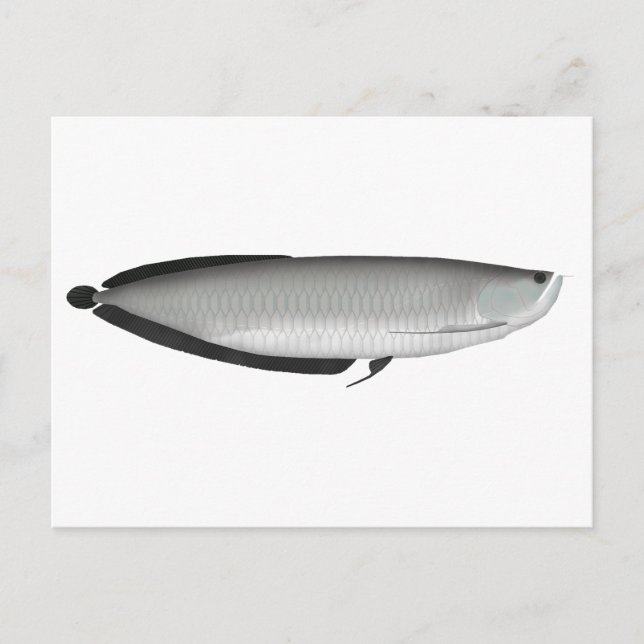 Carte Postale Argent Arowana (Devant)