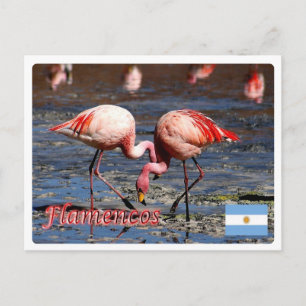 Carte Postale Argentine - Flamencos de la puna -