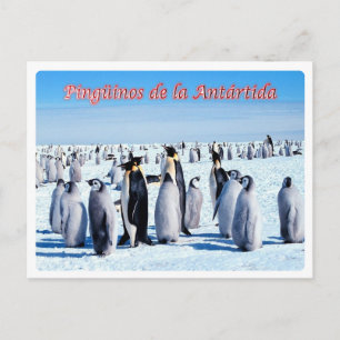 Carte Postale Argentine - Pingüinos de la Antártida -