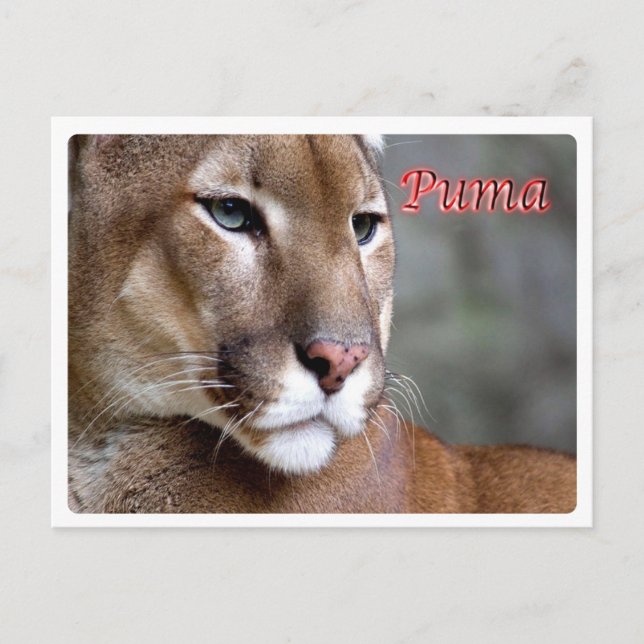 Carte Postale Argentine - Puma - (Devant)