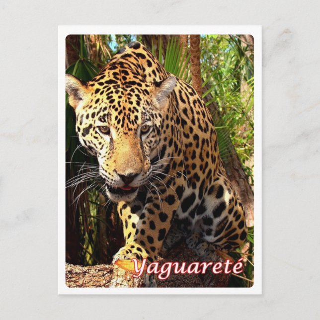 Carte Postale Argentine - Yaguareté - (Devant)