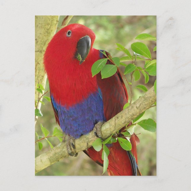 Carte Postale Aria Grand Eclectus Parrot (Devant)