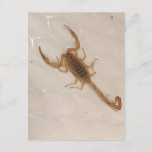 Carte Postale Arizona Bark Scorpion