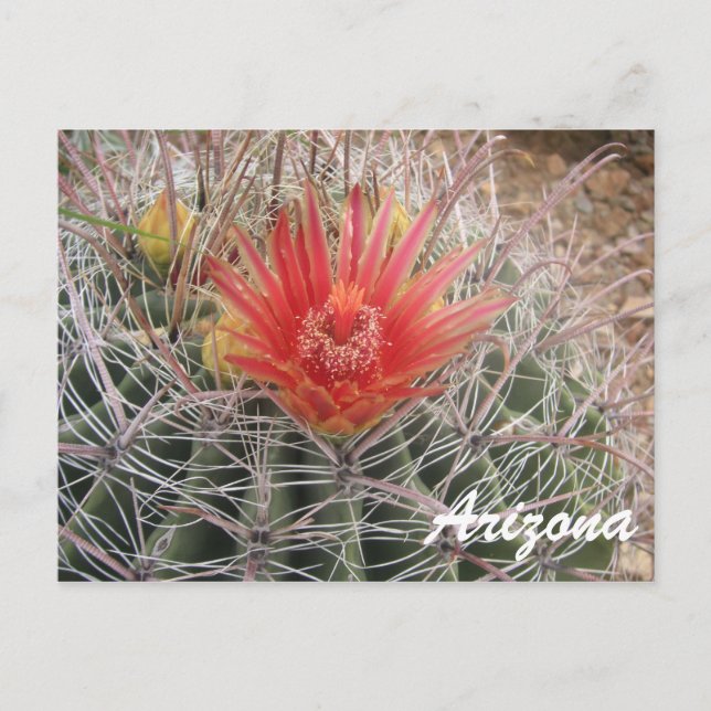 Carte Postale Arizona Barrel Cactus Blossom (Devant)