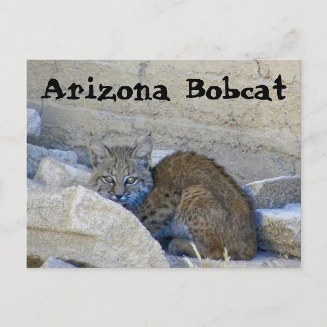 Carte Postale Arizona Bobcat (Devant)