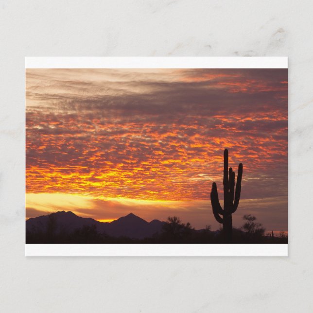 Carte Postale Arizona Novembre Sunrise Avec Saguaro (Devant)