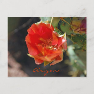 Carte Postale Arizona Postcard