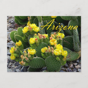 Carte postale Arizona, Prickly Pear Cactus