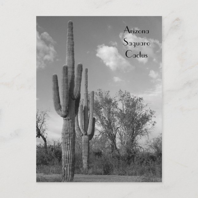 Carte postale Arizona Saguaro (Devant)