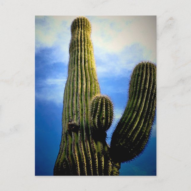 Carte Postale Arizona Saguaro Cactus High (Devant)