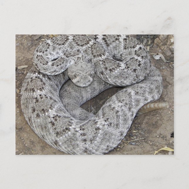Carte Postale Arizona Western Diamondback Rattlesnake (Devant)