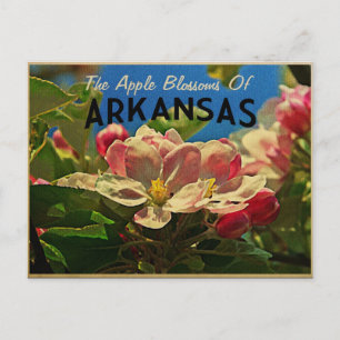 Carte Postale Arkansas Pomme fleurit