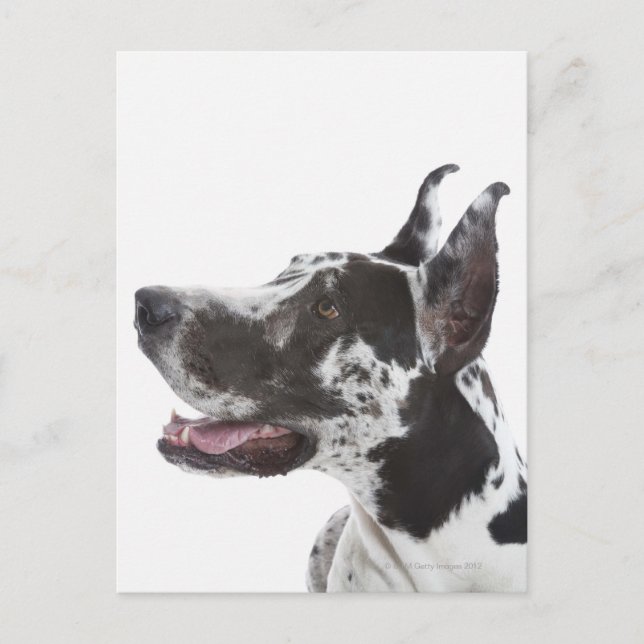 Carte Postale Arlequin Great Dane (Devant)