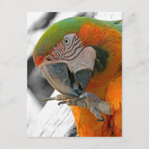 Carte postale Arlequin Macaw Pied