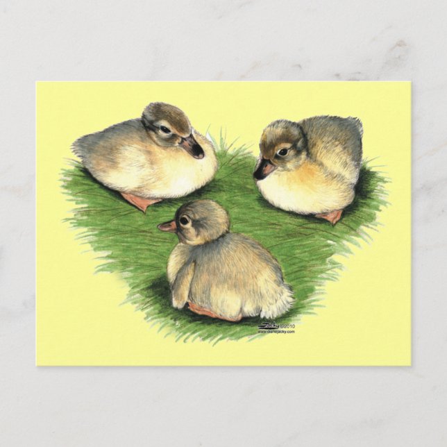 Carte Postale Arlequin plongeur gallois (Devant)