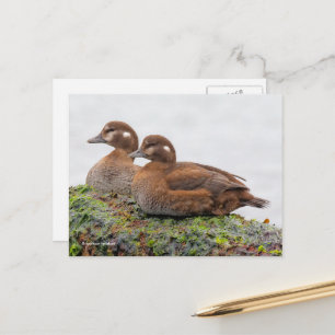 Carte Postale Arlequin plongeur sur les rochers couverts d'algue