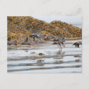 Carte Postale Arlequins Arlequins En Vol