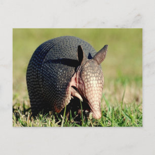 Carte Postale Armadillo à neuf bandes