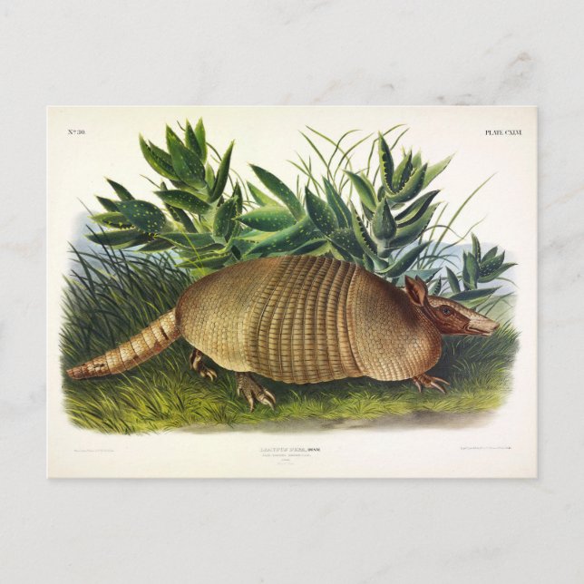 Carte Postale Armadillo à nez long, à neuf bandes, par Audubon (Devant)