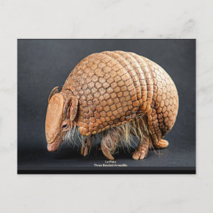 Carte Postale Armadillo à trois bandes La Plata
