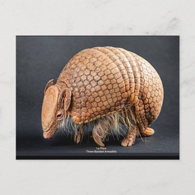 Carte Postale Armadillo à trois bandes La Plata (Devant)