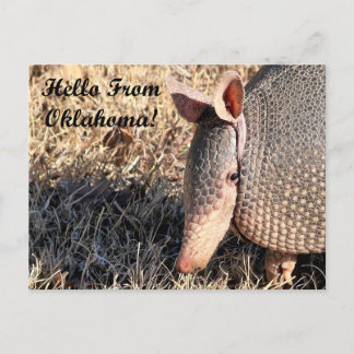 Carte Postale Armadillo Bonjour De Oklahoma Post Card
