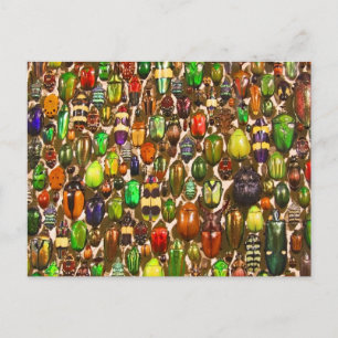 Carte Postale Armée des coléoptères et des insectes