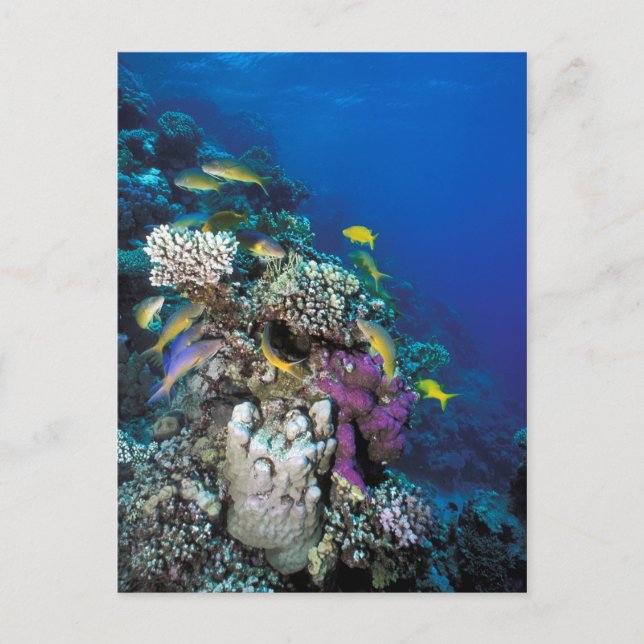 Carte Postale Around Small Coral (Devant)
