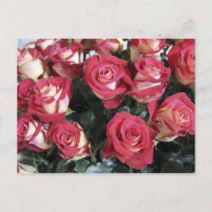 Carte Postale Arrangement Rose sucré à Hacienda Compania