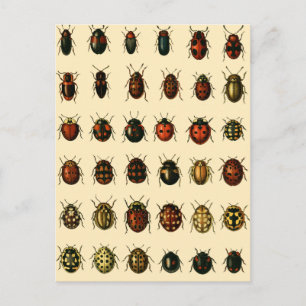 Carte Postale Array of Ladybirds