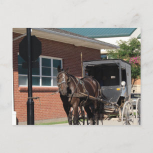 Carte Postale Arrêté pour un sort, un cheval apathique au pannea
