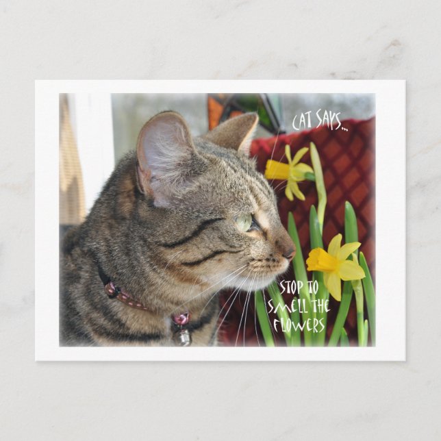 Carte Postale Arrêtez et sentez les fleurs (Devant)