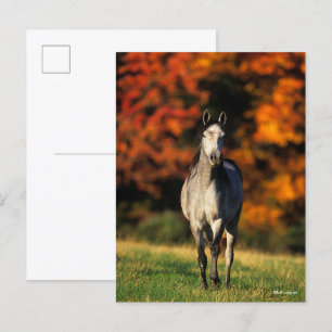 Carte Postale Arrière - plan autonome arabe gris