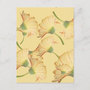 Carte Postale Arrière - plan de marguerite jaune Pastel