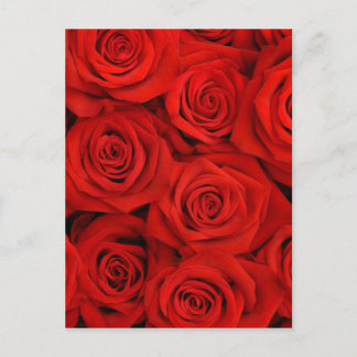 Carte Postale Arrière - plan de roses rouges naturelles