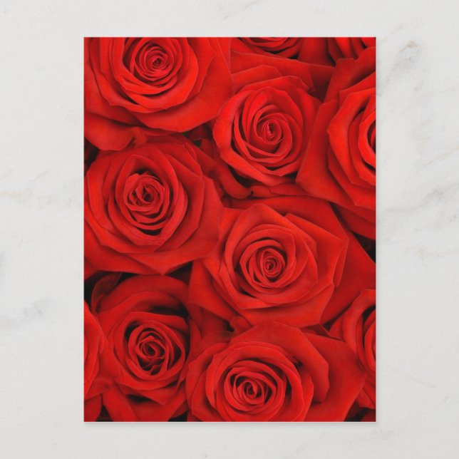 Carte Postale Arrière - plan de roses rouges naturelles (Devant)