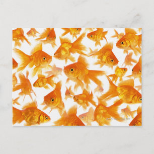 Carte Postale Arrière - plan montrant un grand groupe de poisson