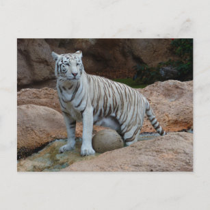 Carte Postale Arrière - plan rock Bengal White Tiger