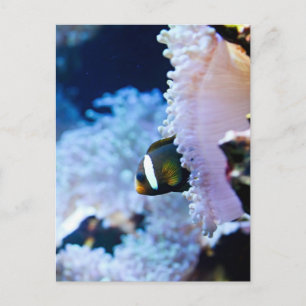 Carte Postale Arrière - plan sous-marin