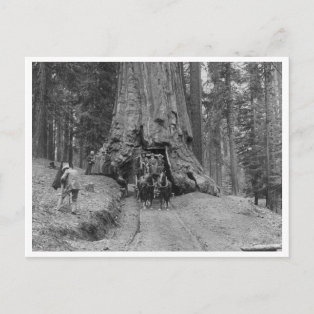 Carte Postale Arrivée À Travers Le Grand Arbre Wawona (Devant)