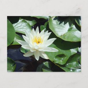 Carte Postale Arrivée / Étang Blanc Nénuphar & Insecte