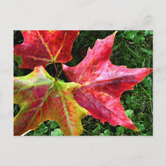 Carte Postale Arrivées d'automne (Devant)