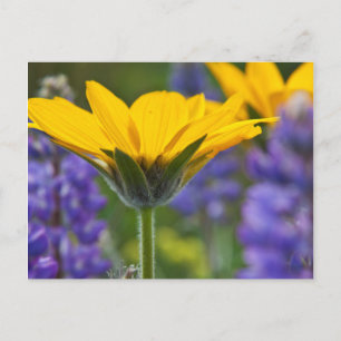 Carte Postale Arrowleaf Balsam Root and Lupine in Spring Bloom