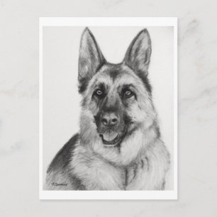 Carte Postale Art berger allemand